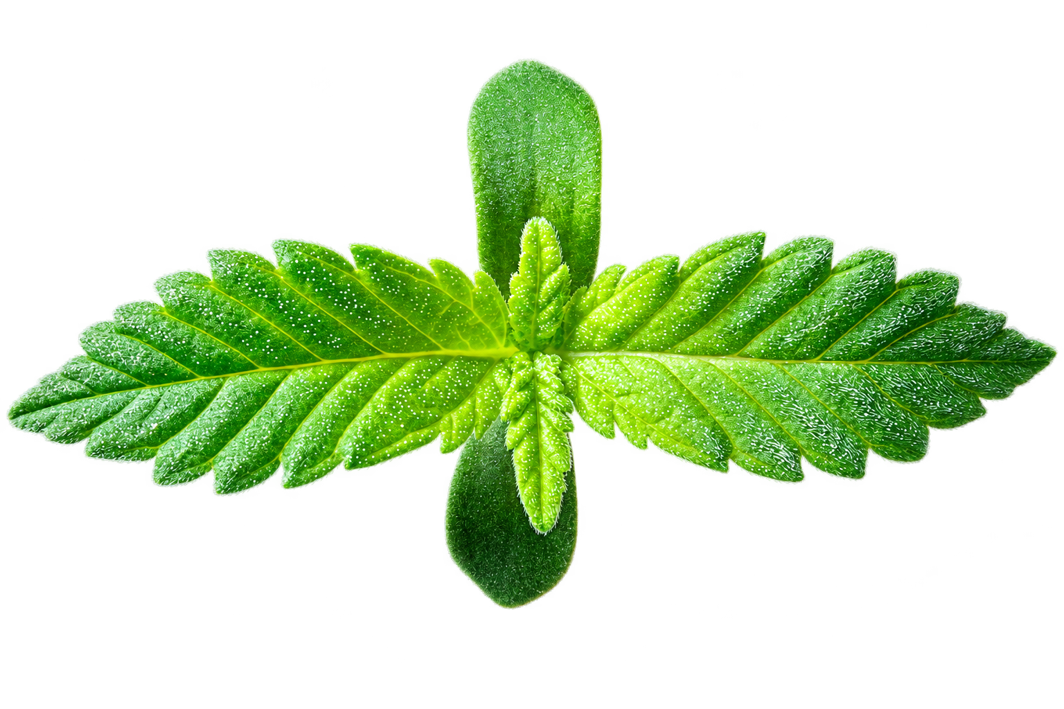 Vibrant green hemp leaf