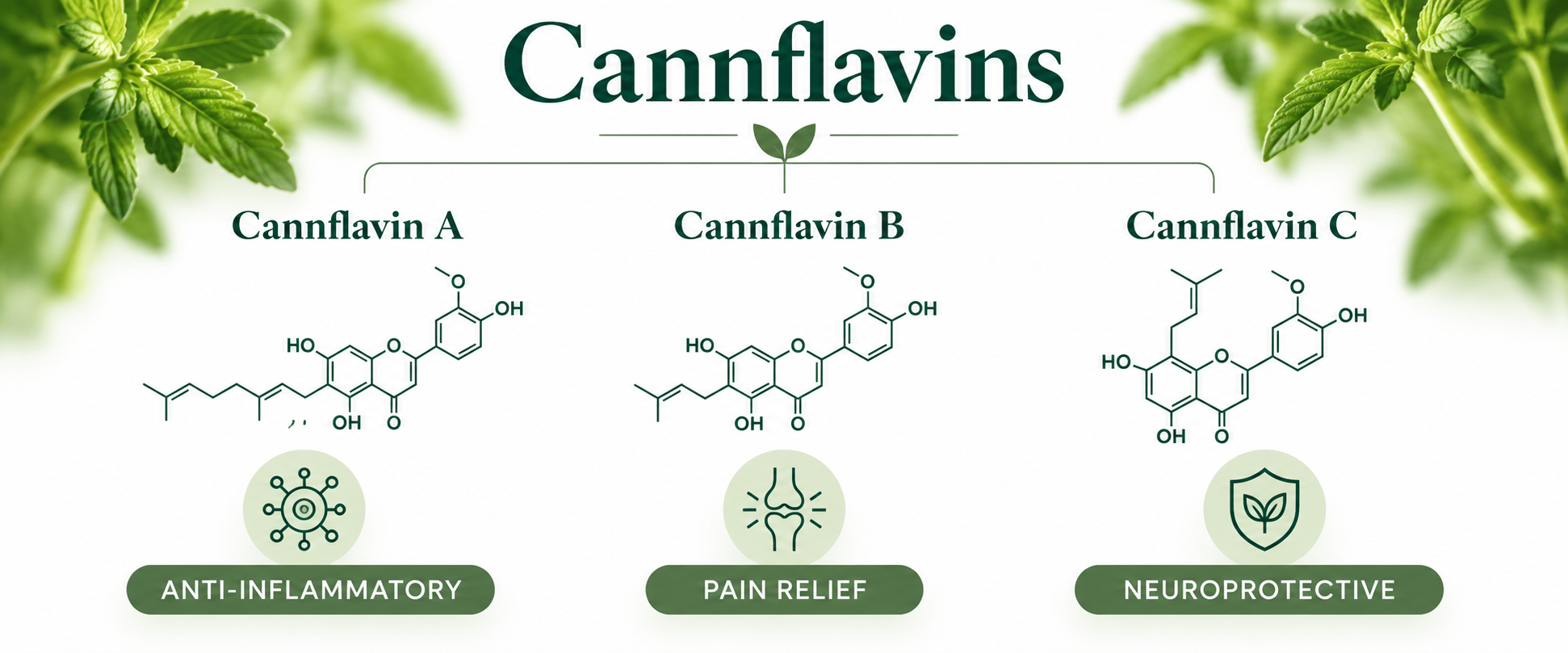 The cannflavin family: Cannflavin A, B and C drawn as chemical structures, with the activities studied in the lab — anti-inflammatory, pain relief and neuroprotective.