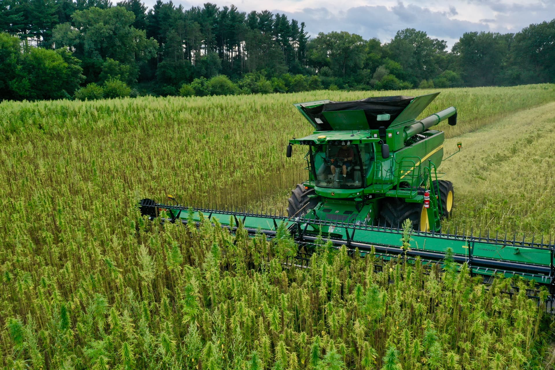 Combine harvester in a mature Illinois hemp field